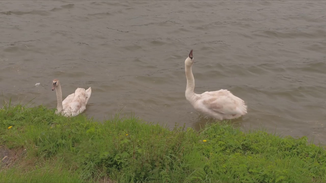 Donau Auen