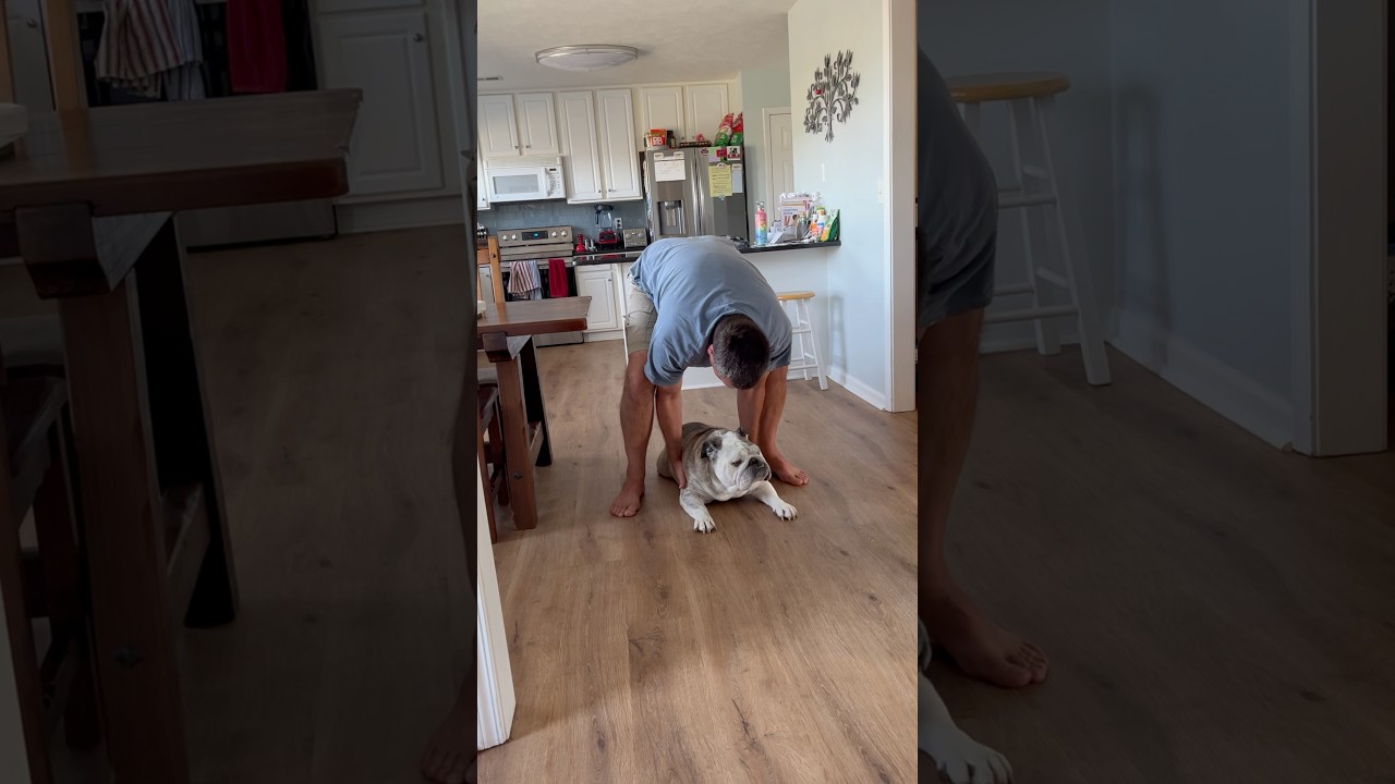 Sometimes He Needs a Kickstart. #bulldog #englishbulldog #stubborn