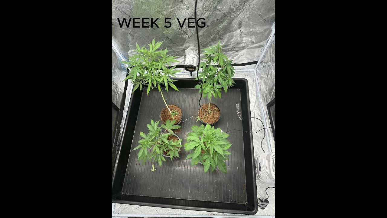 seed and clone to harvest