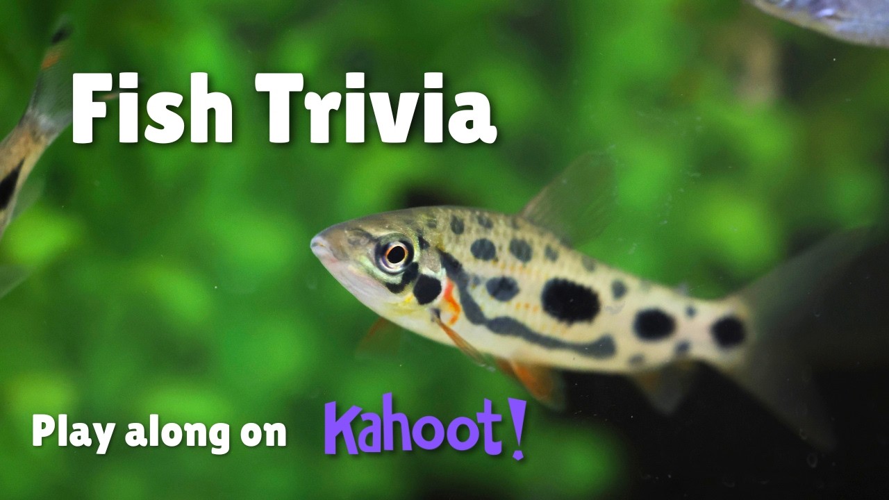 Fish Trivia Night! Test Your Aquarium Hobby Knowledge Against Fellow Fish Nerds o7!