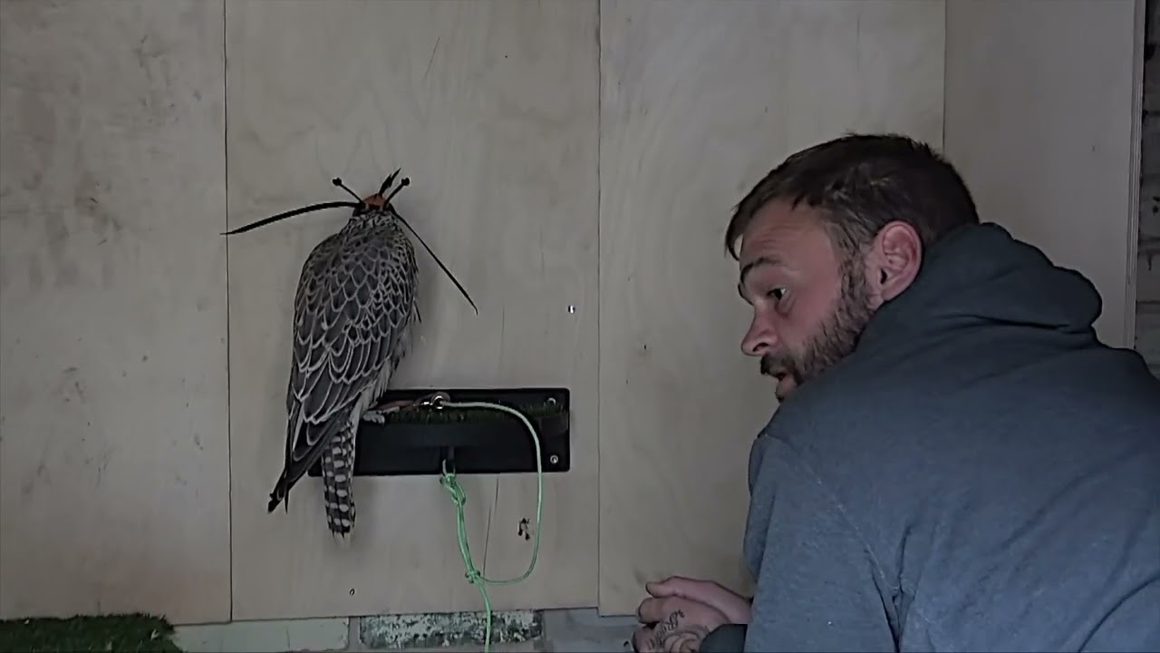 Gav's Bird  Gyre x Lanner