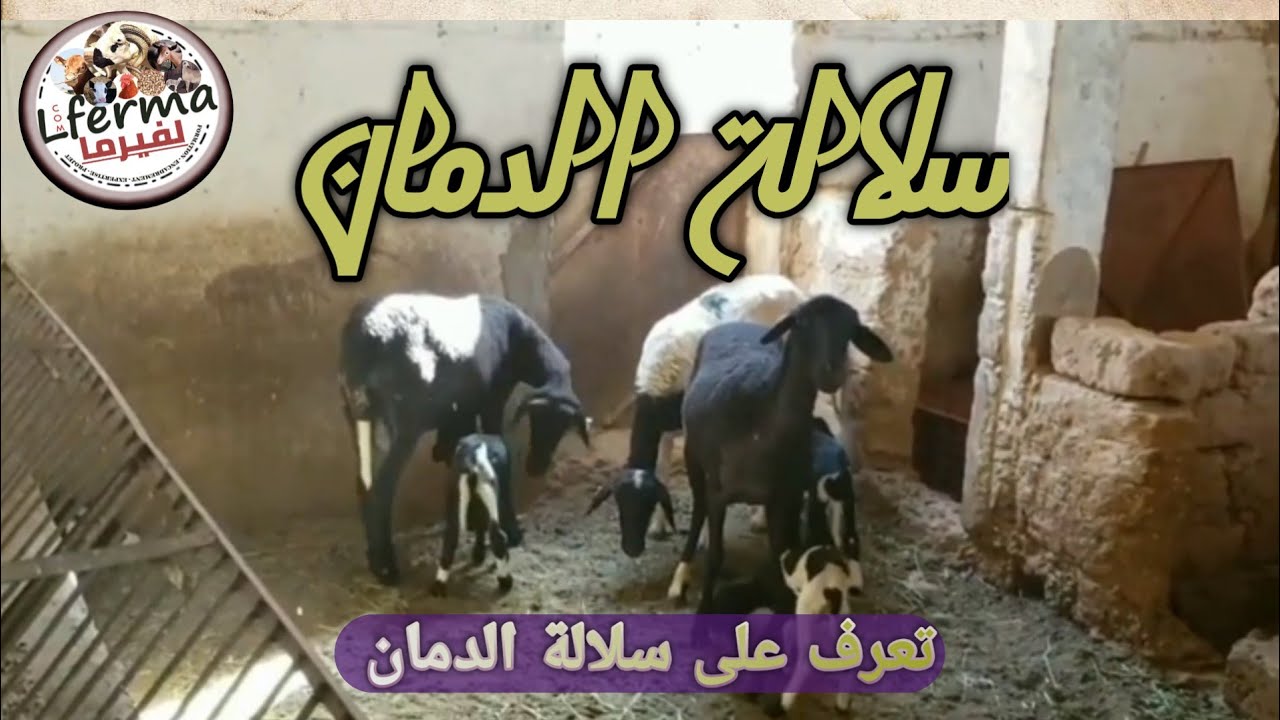 تعرف على سلالة الدمان