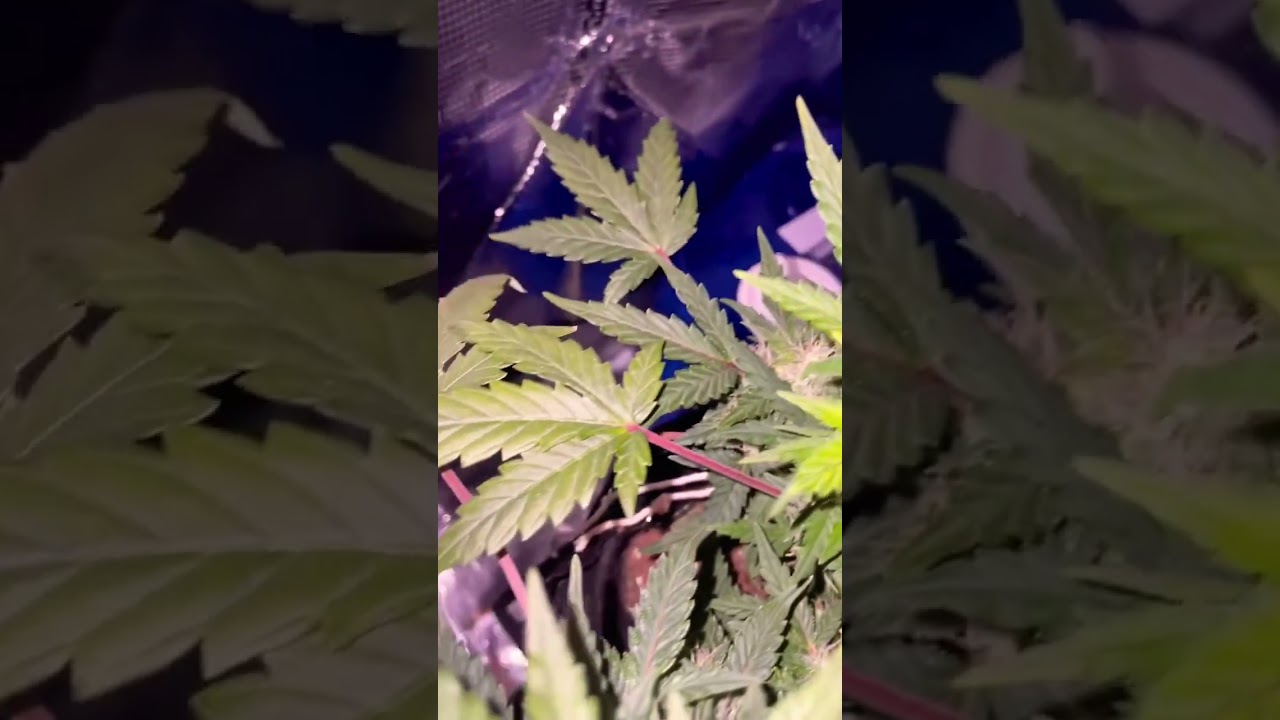 Gelato mints autoflower week 3 of flower #gelato #indoorplants #cannabiseducation