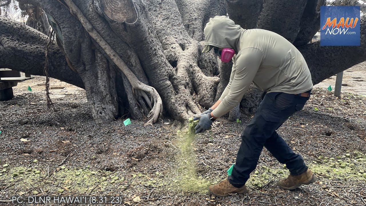 Lahaina Banyan Tree shows signs of life three weeks after the fire