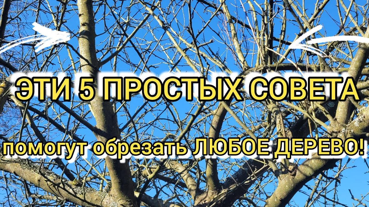 ОБРЕЗКА ЯБЛОНИ которую НИКОГДА НЕ ОБРЕЗАЛИ! Эти 5 советов помогут преобразить любое дерево.