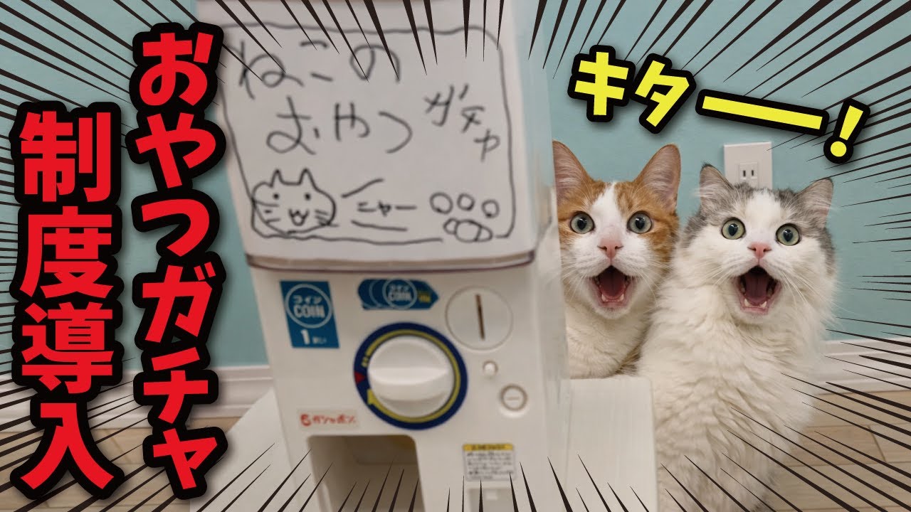 猫たちのおやつをガチャ制にしたらクレーム勃発しまくった件