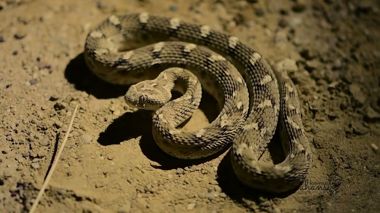 Saw scaled Viper