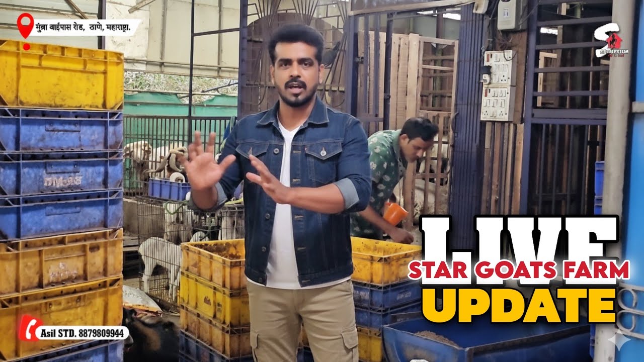 Live Update Feeding Time at STAR GOATS FARM Asif STD 88798 09944 Mumbra Mumbai 