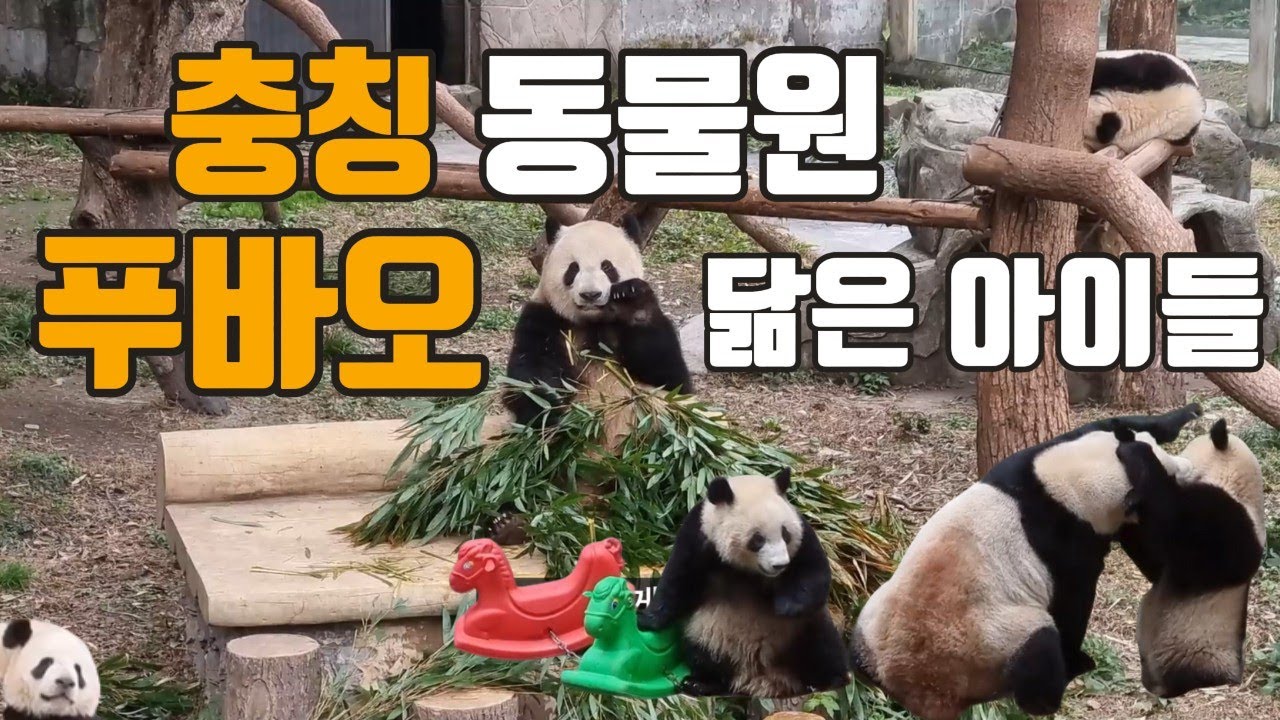 중국 충칭 동물원의 푸바오 닮은 판다 아이들~