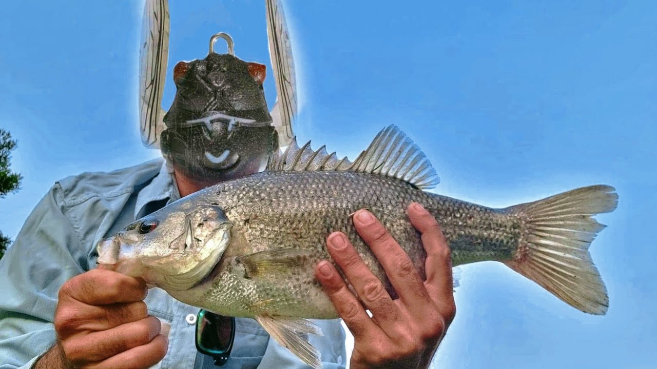Australian Bass On Cicada Lures - Tips and Techniques #tiemco #shimanozodias