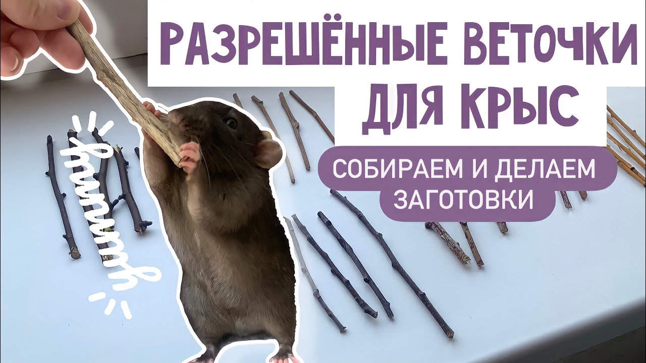 ВЕТОЧКИ ДЛЯ КРЫС | ЛЕТНИЙ ПРИКОРМ ДЛЯ КРЫС | КАКИЕ ВЕТОЧКИ МОЖНО КРЫСАМ
