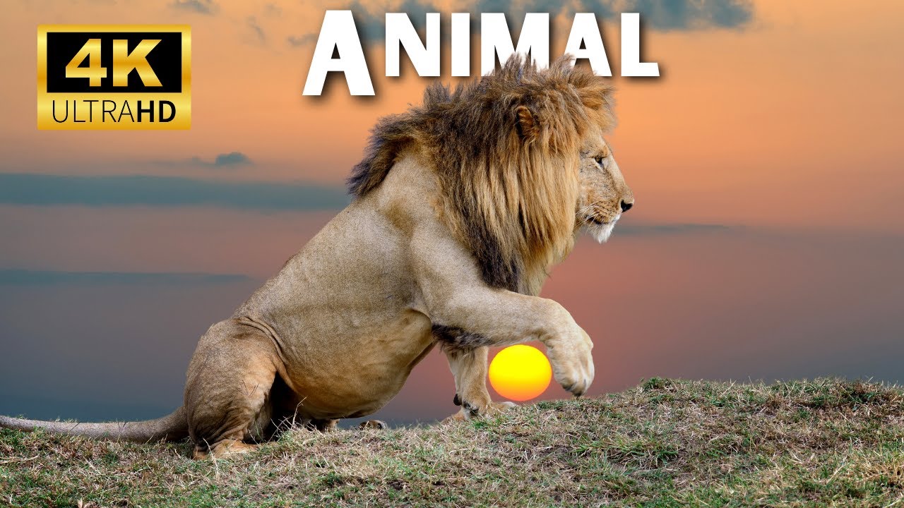 Animal of the World 4k Scenic Wildlife Animals