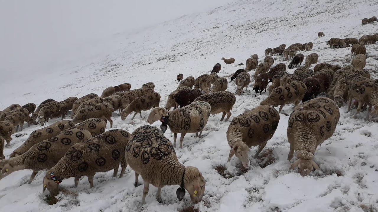 dhent e Garip qehajes patishka rek