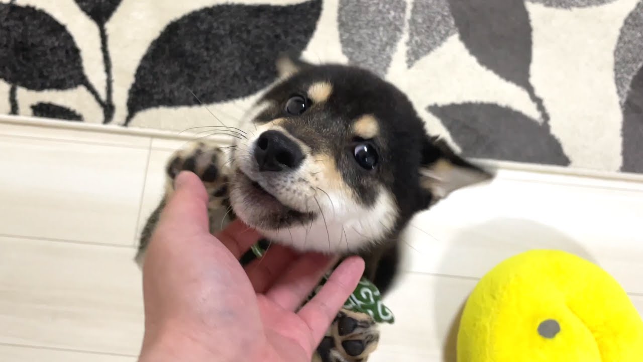 飼い主の帰宅を大喜びで迎えてくれた豆柴の子犬がかわいすぎる