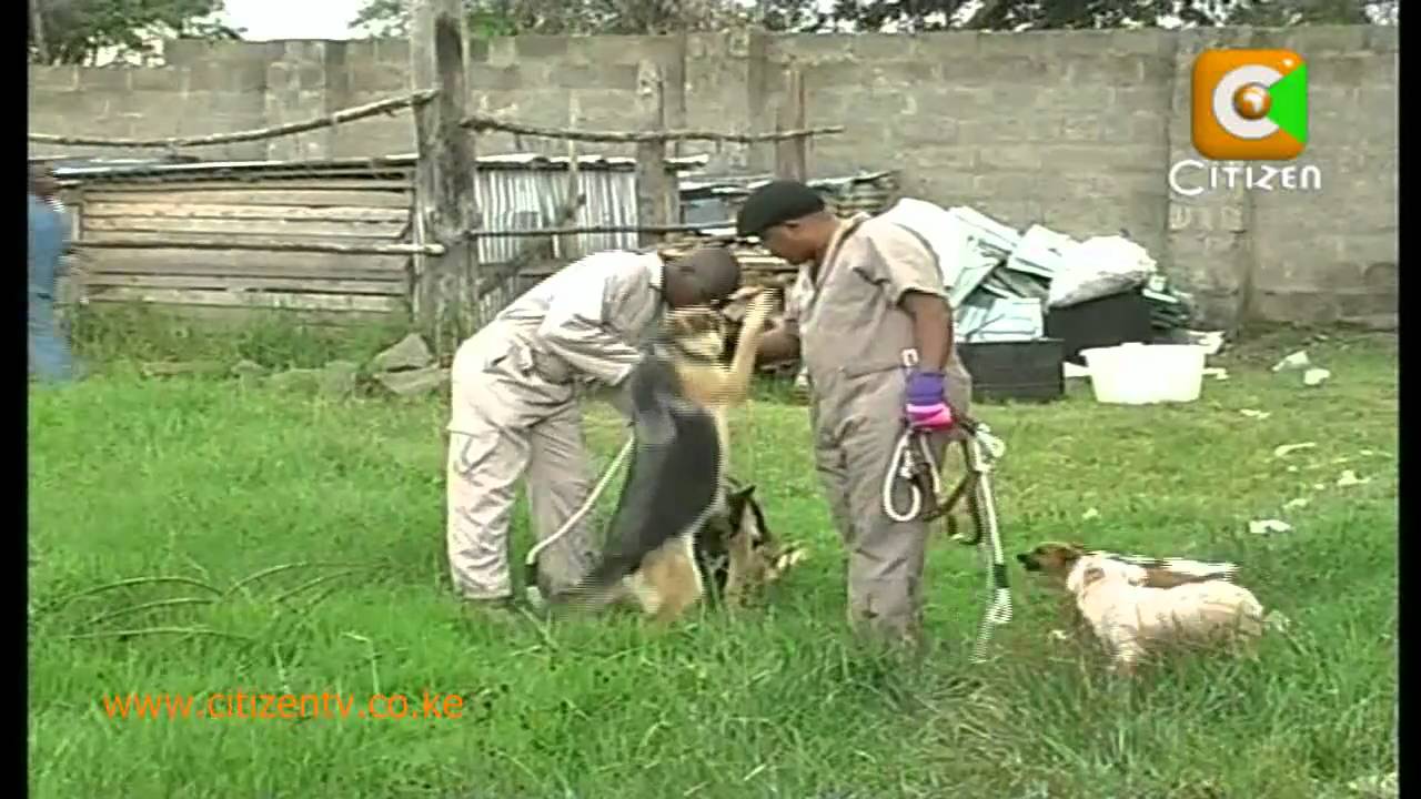 Movers & Shakers: Dog Breeder and Trainer