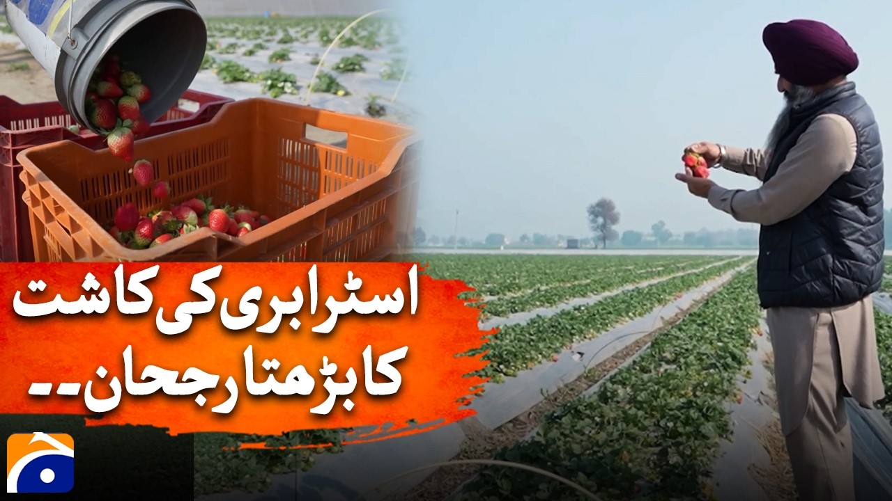 Growing Trend Of Strawberry Cultivation - DW - Geo Digital