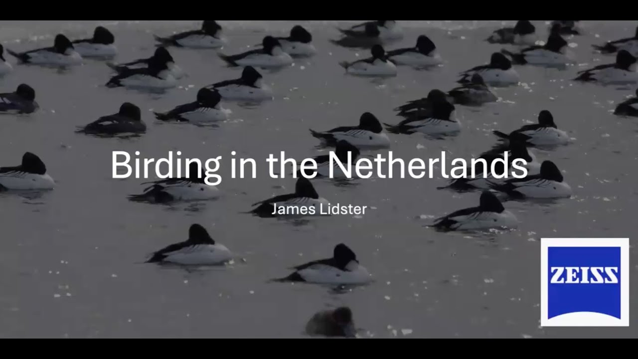 Birding in the Netherlands with James Lidster