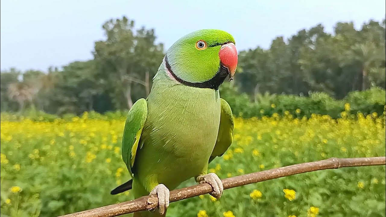 Male Ringneck Parrot Calling Female Ringneck Parrot