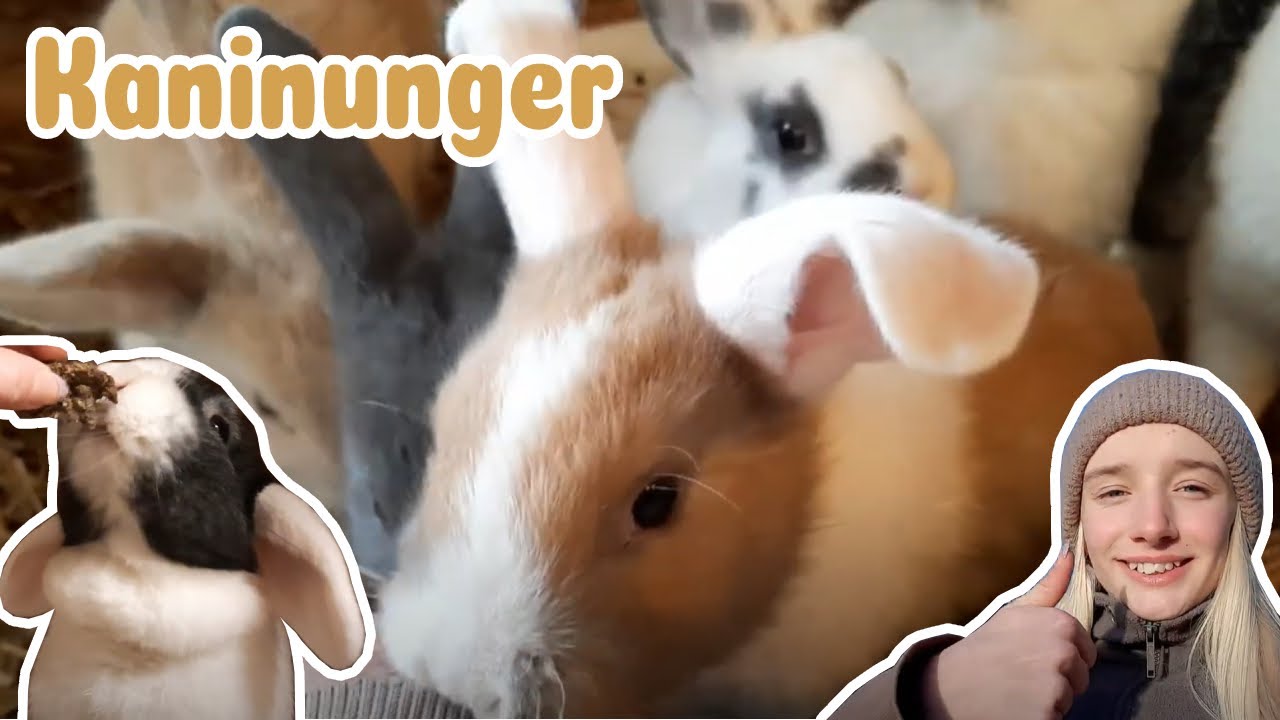 vinter vlog | kaninunger, tricks og muger
