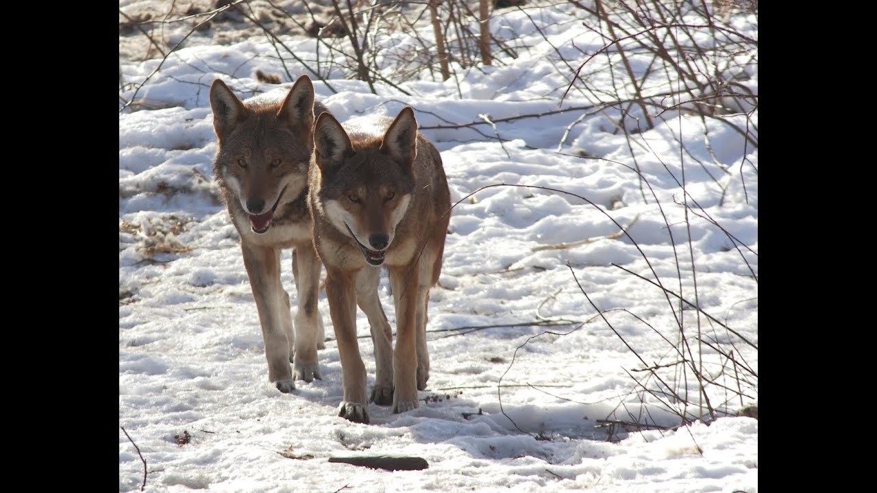 Red Wolves Romp in the Snow