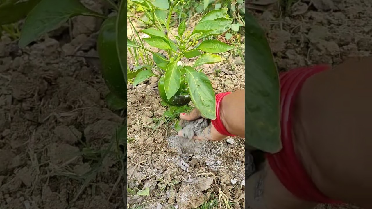 improve soial & reduce pests  naturally. 🫑🫑