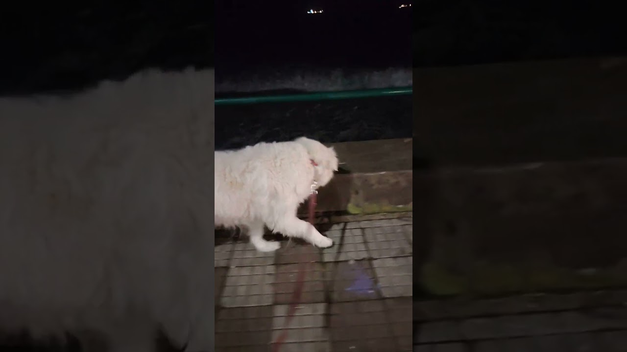 Il mio magnifico mondo 😍 Bubbù pet sitter e massaggiatrice per gli animali salerno 