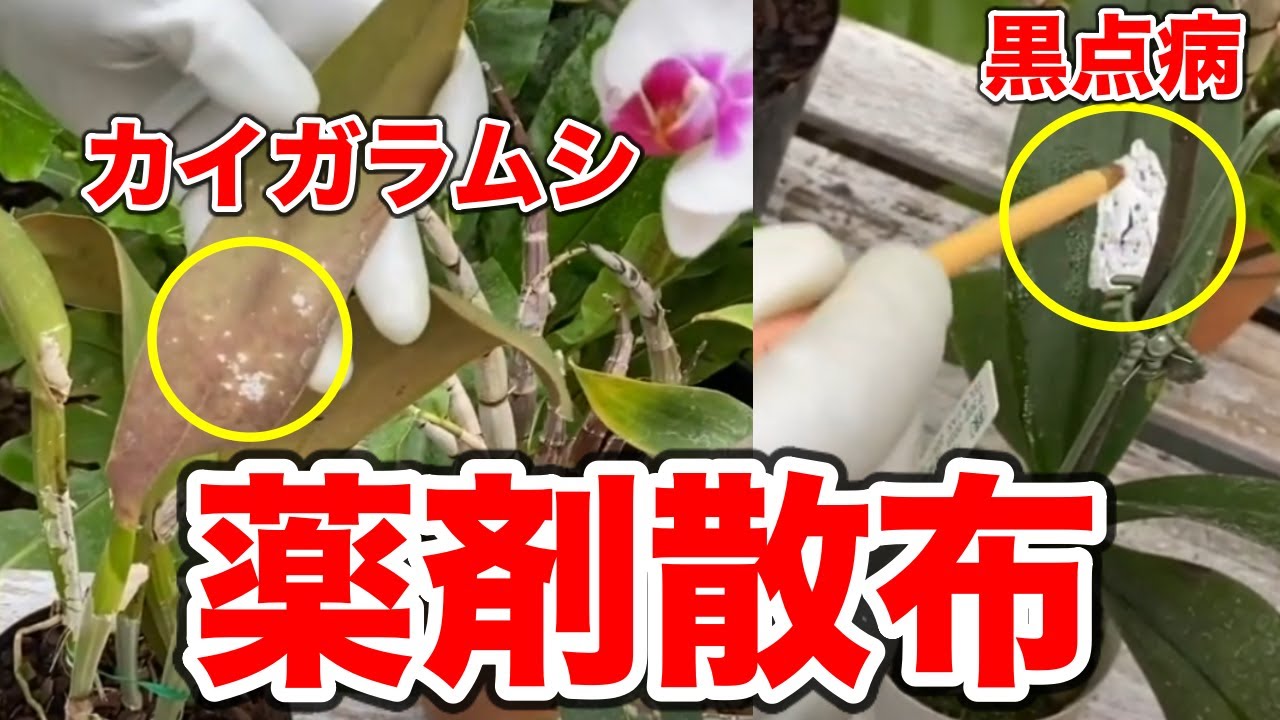 【洋蘭】胡蝶蘭やカトレアに潜む害虫と病気の対処方法。カイガラムシはやっかいです・・
