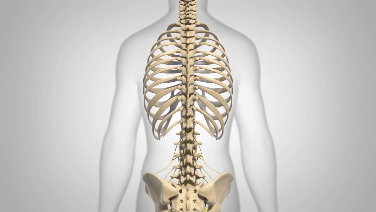 Adult Degenerative Scoliosis - Patient Animation