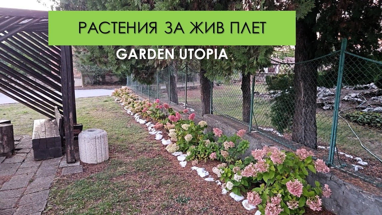 Растения за ЖИВ ПЛЕТ: #Ден 40 от 90 ДНИ НА СЕЛО