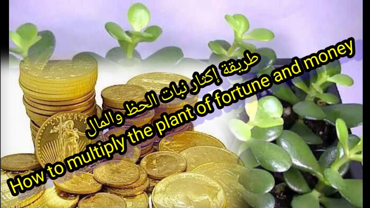 كيفية تكثير نبات الكراسولا/ الجاد . أول نبات الحظ