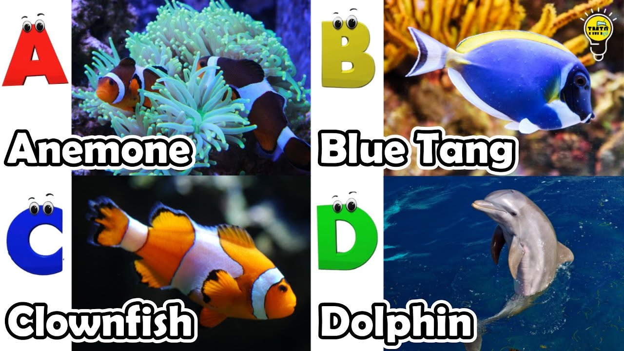 ABC phonics animals | ABC Sea Animals song | English and Animals for Kids | Alphabets Kids Song