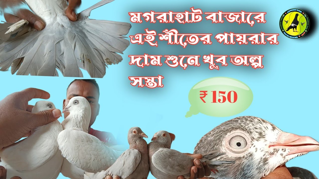 মগরাহাট বাজারে এই শীতের পায়রার দাম শুনে খুব অল্প সস্তা। আমিন দা পায়রা
