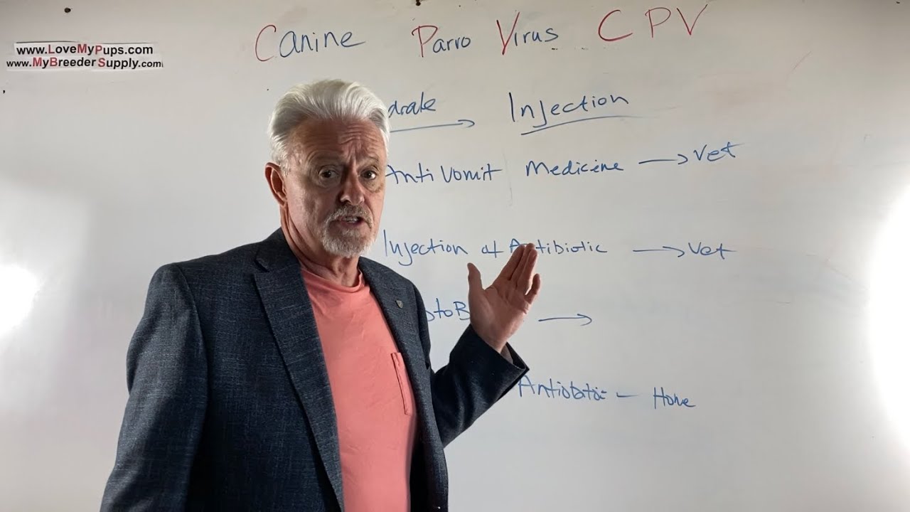 Parvo CPV Diagnosis, Prevention & Treatment