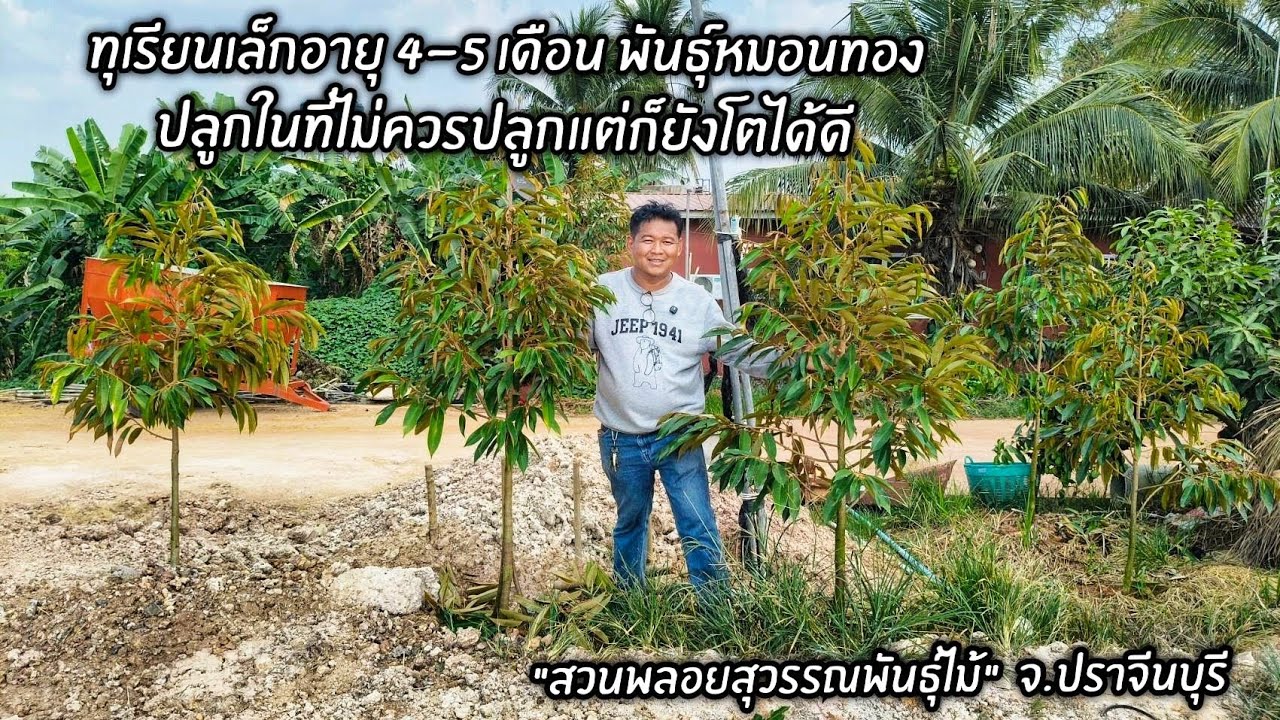 ทุเรียนเล็กอายุ 4 - 5 เดือน พันธุ์หมอนทองปลูกในที่ไม่ควรปลูกแต่ก็ยังโตได้ดี 