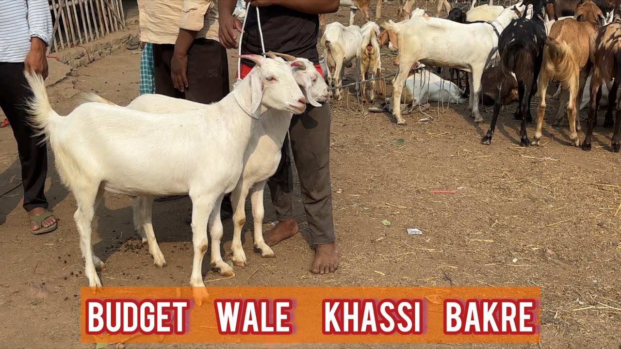 qurbani Saturday mandi vlog Rajabazar bakra mandi 2025