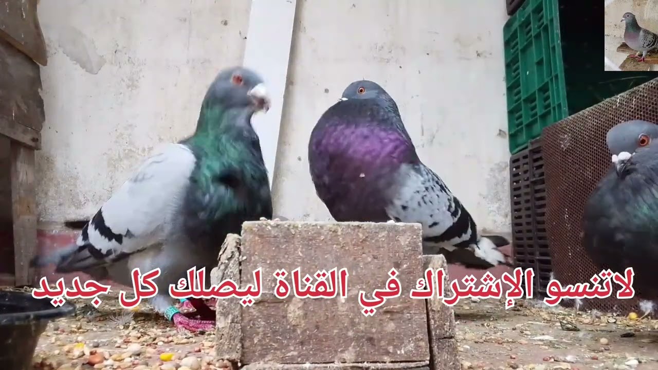 رجوع أنتى بعد ثلاث ايام لاتنسو الإشتراك في القناة ليصلك كل جديد 