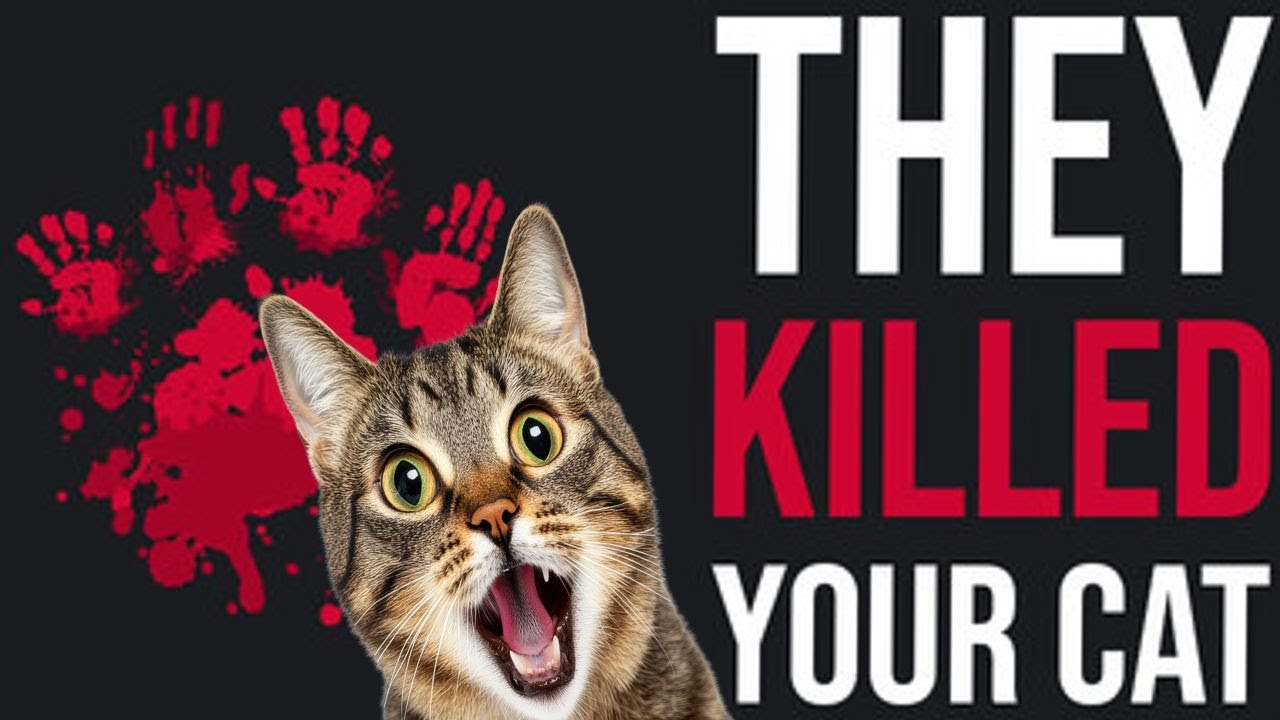 The John Wick Of Cat Owners