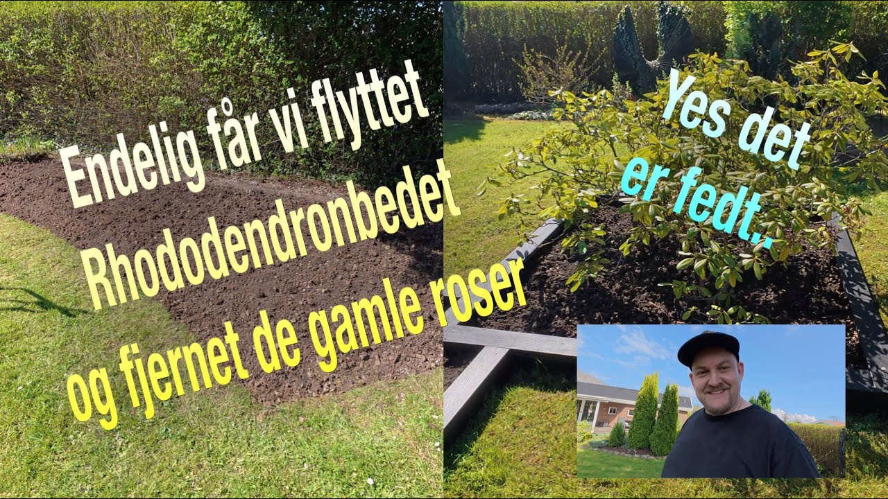 Ud i haven - Afsnit 4 🌳🌺 Så skal roserne væk og Rhododendronbedet skal flyttes 🪻🌻
