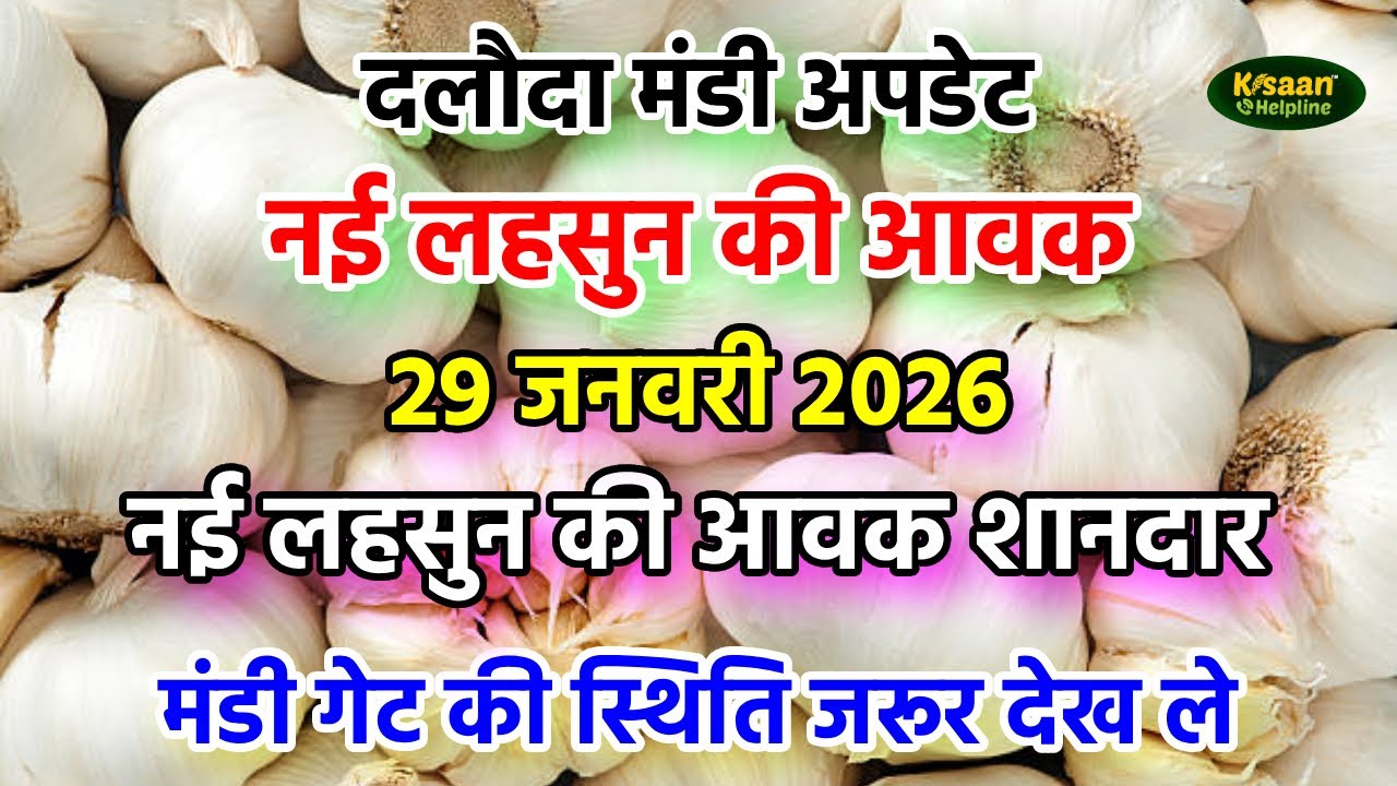 👉 29 जनवरी 2026 दलौदा मंडी अपडेट | नई लहसुन की शानदार आवक | मंडी गेट की पूरी स्थिति