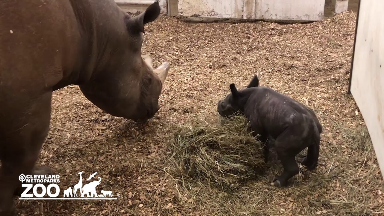 Cleveland Metroparks Zoo welcomes new baby rhino