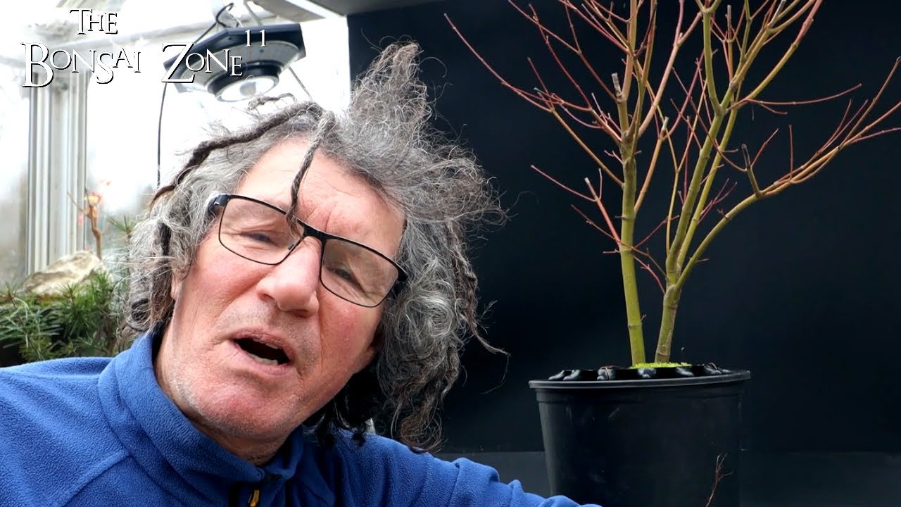 Pruning My Arakawa Japanese Maple, The Bonsai Zone, Jan 2024