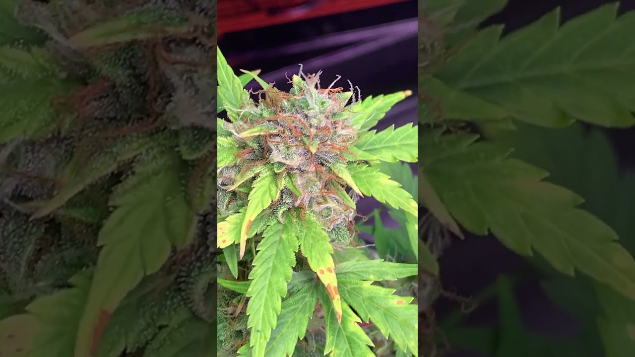 Unexpected Auto Flower Update