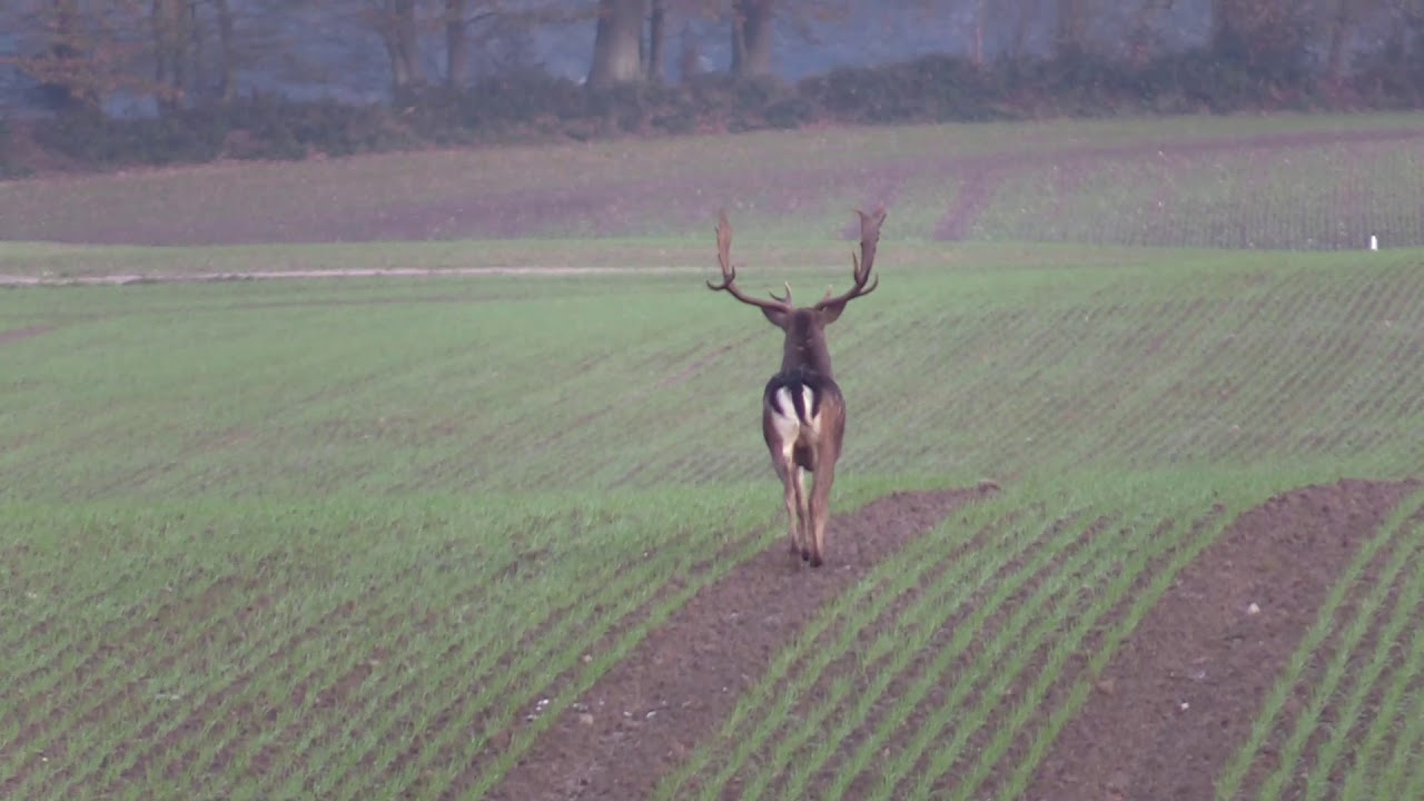 Damwildbrunft in Schleswig Holstein #Damwild#Jagd