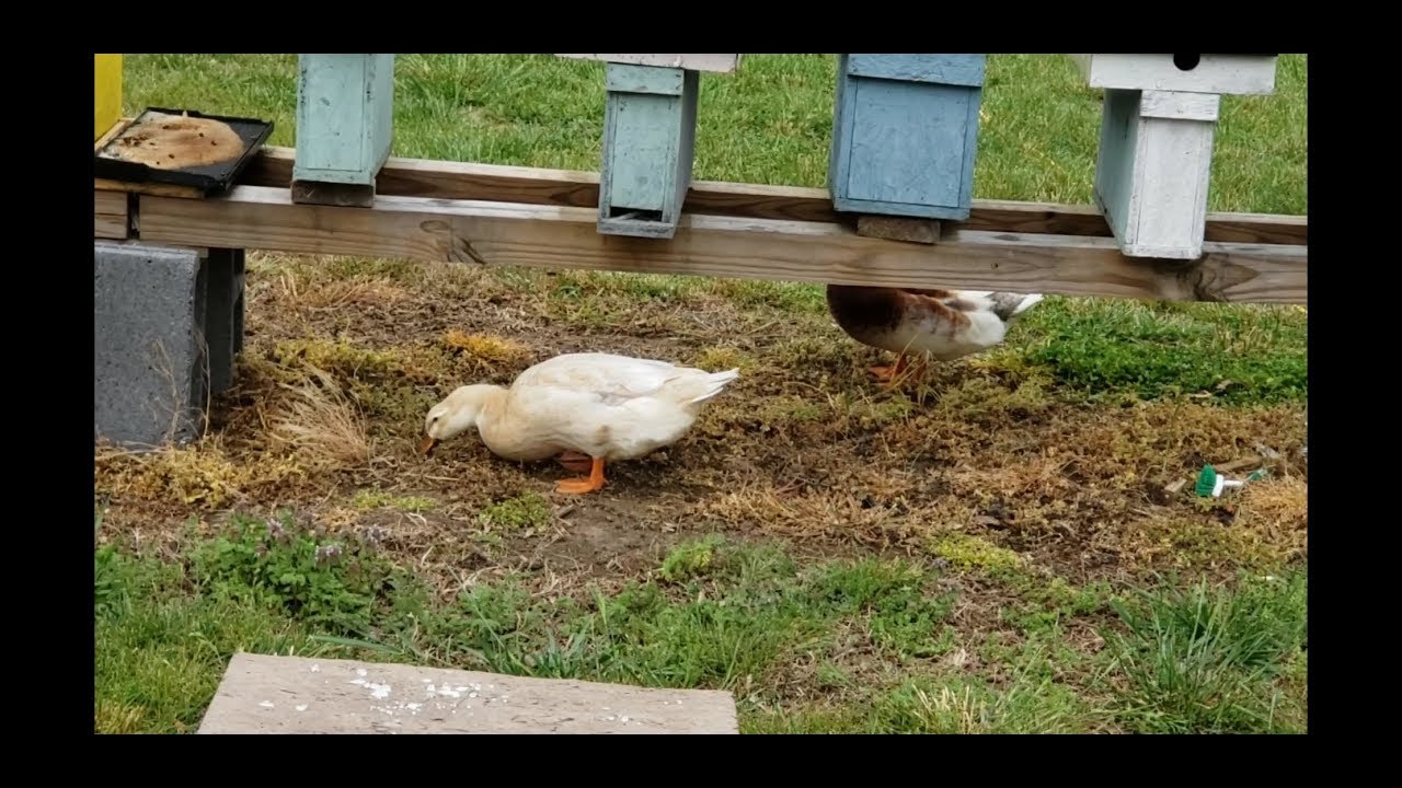 Ducks For Hive Beetle Control & Safe Herbicide