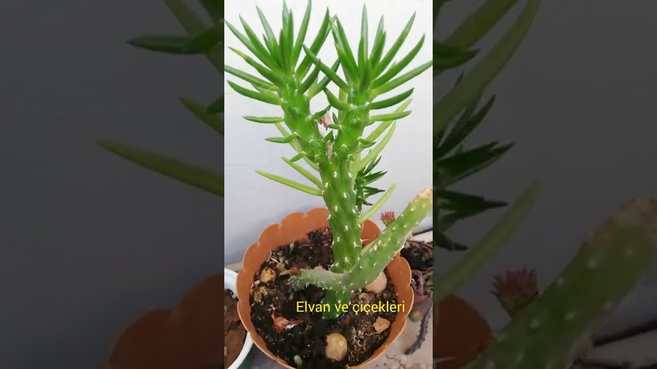 Austrocylindropuntia Subulata Monstrosa Kakt&uuml;s nasıl bakılır? , nasıl &ccedil;oğaltılır?