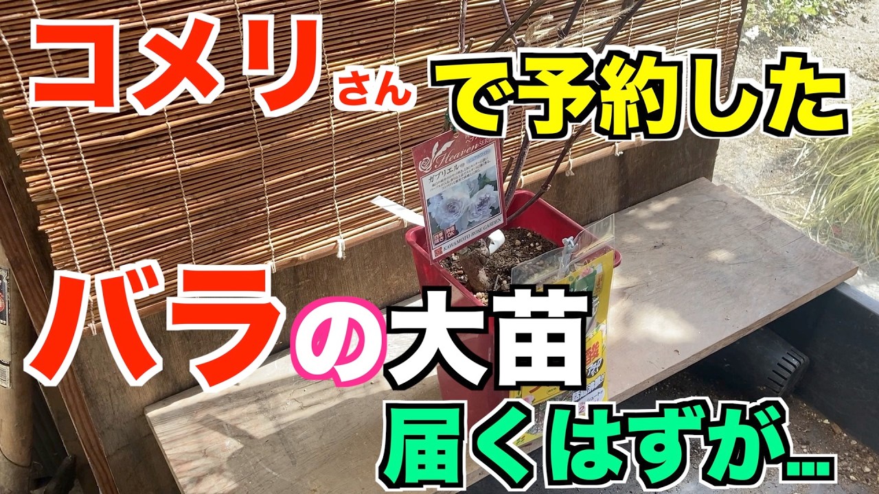 コメリさん…あんた、やったなぁー？