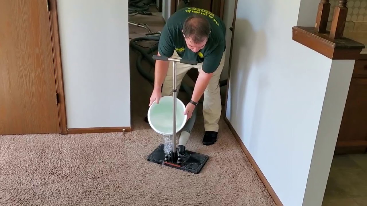 Discover How to Save Carpet with Pet Urine Soaked Pad