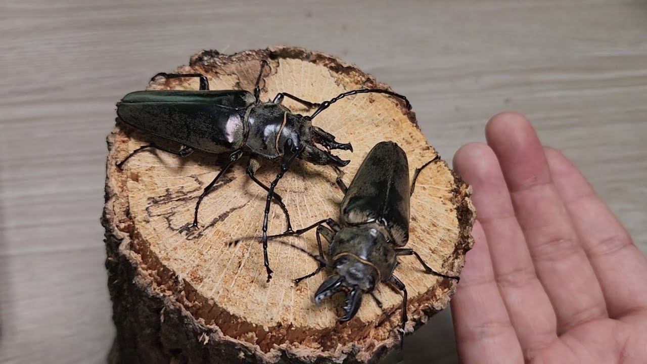 말도 안되는 고등학생의 제보..!!희귀종 이거 발견하시면 대박입니다!