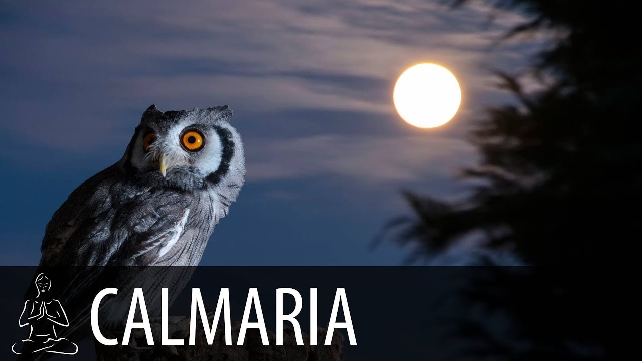 🎧 NOITE DAS CORUJAS ~ Vento, Corujas, Floresta, Noite ~ Relaxe, Calma, Durma ~ CALMA ~ ♫057
