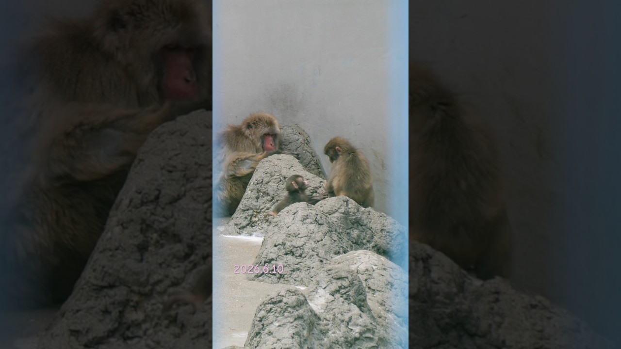 【本編あり】パンチくん　赤ちゃんに追い回されるがまんざらでもない！？ #monkey #がんばれパンチ #パンチ #babymonkey #punch #animals #zoo #赤ちゃん猿